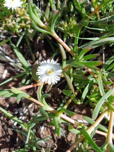 White Gardenroute Sheepfig (Delosperma inconspicuum)