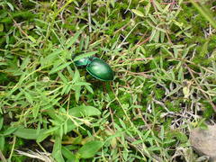 Pasimachus mexicanus