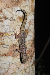 Phyllodactylus