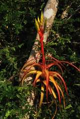 Tillandsia rothii