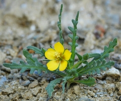 Mentzelia affinis