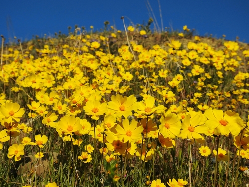 Coreopsis calliopsidea (DC.) A.Gray