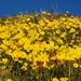 Leafy Stemmed Coreopsis - Photo (c) David Greenberger, some rights reserved (CC BY-NC-ND), uploaded by David Greenberger