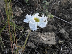 Mandevilla petraea