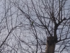 Melopsittacus undulatus domesticus