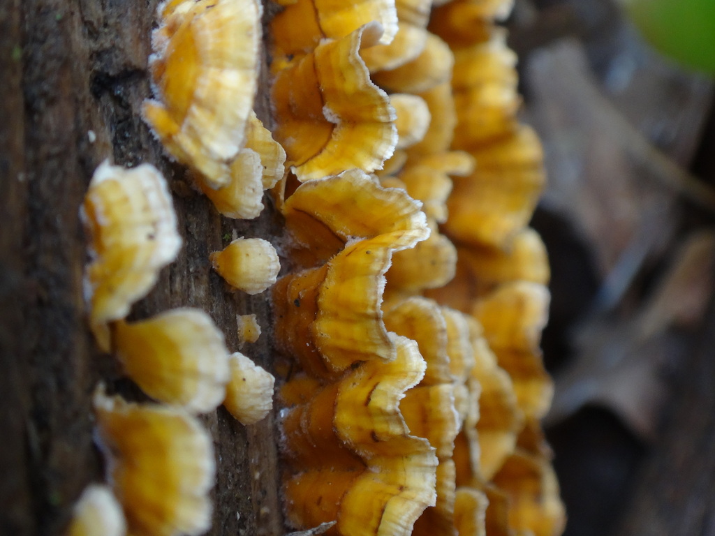 Stereum complicatum · March 2026 · photo: © humanbyweight (iNaturalist, cc-by-sa)