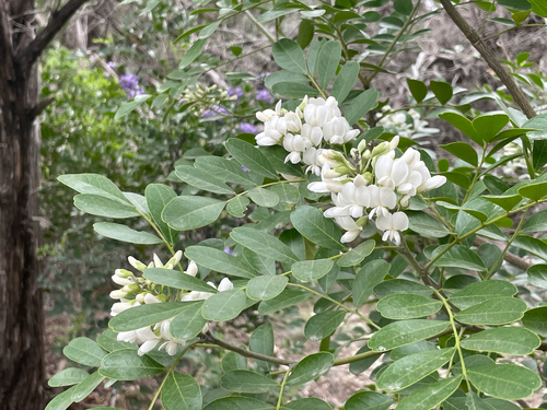 Dermatophyllum secundiflorum