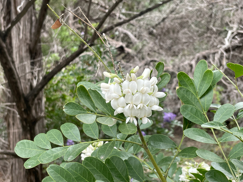 Dermatophyllum secundiflorum