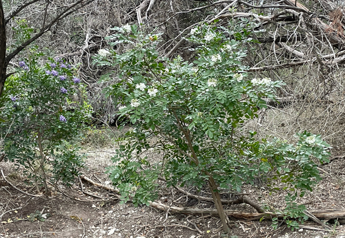 Dermatophyllum secundiflorum