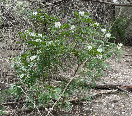 Dermatophyllum secundiflorum