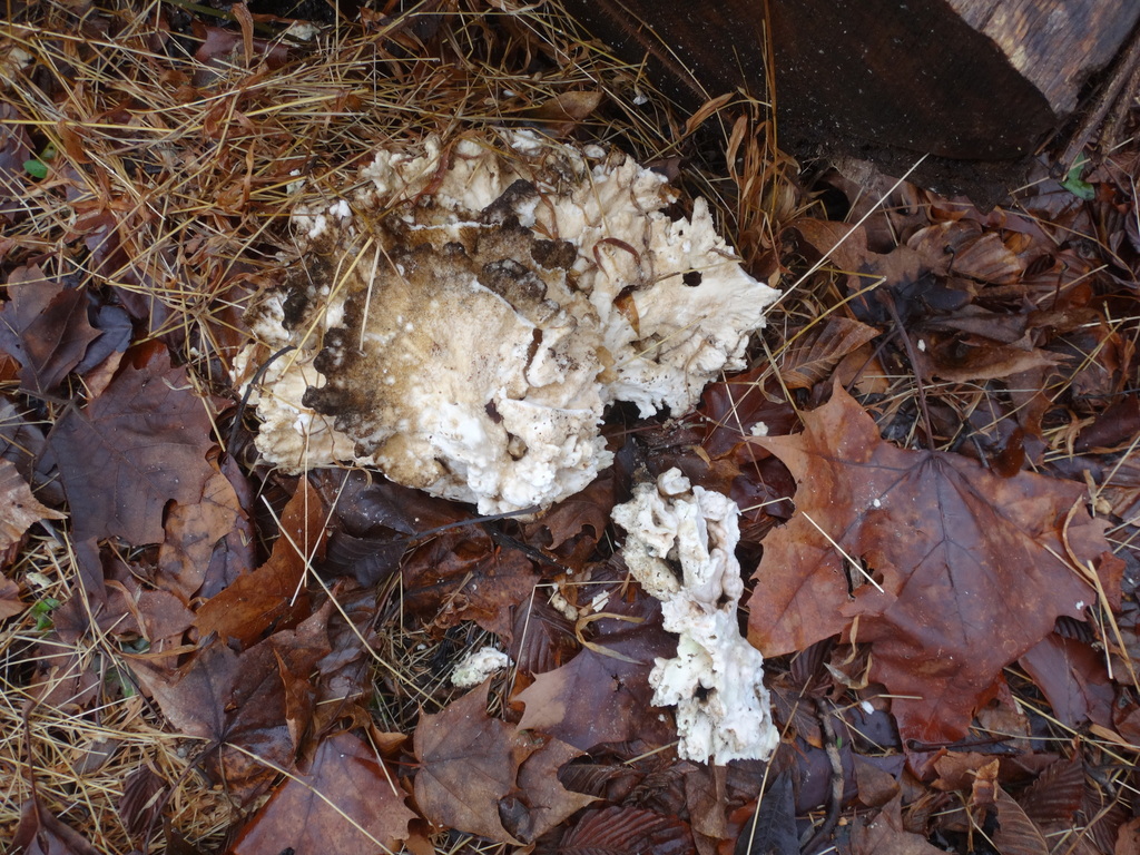 Grifola frondosa · March 2026 · photo: © humanbyweight (iNaturalist, cc-by-sa)