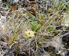 Oxytropis maydelliana