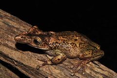 Triprion spatulatus