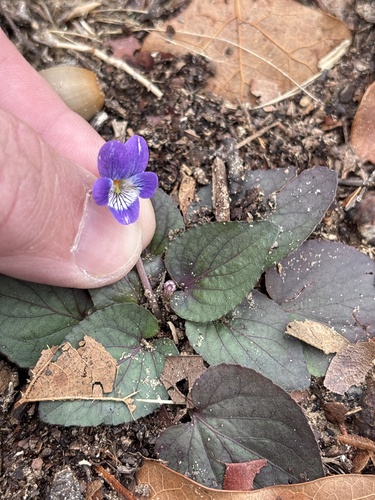 Carolina violet (Viola villosa)