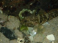 Bathygobius krefftii