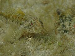 Bathygobius krefftii