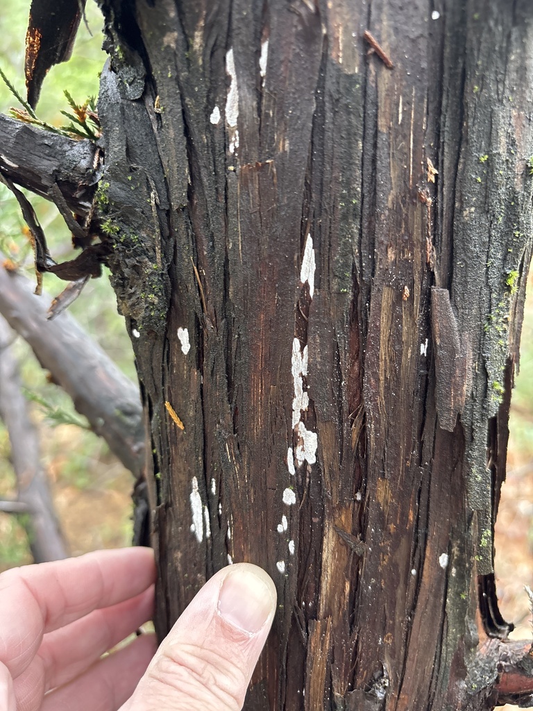 Dendrothele nivosa · March 2026 · photo: © sambiology (iNaturalist, cc-by)