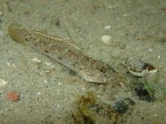 Favonigobius exquisitus