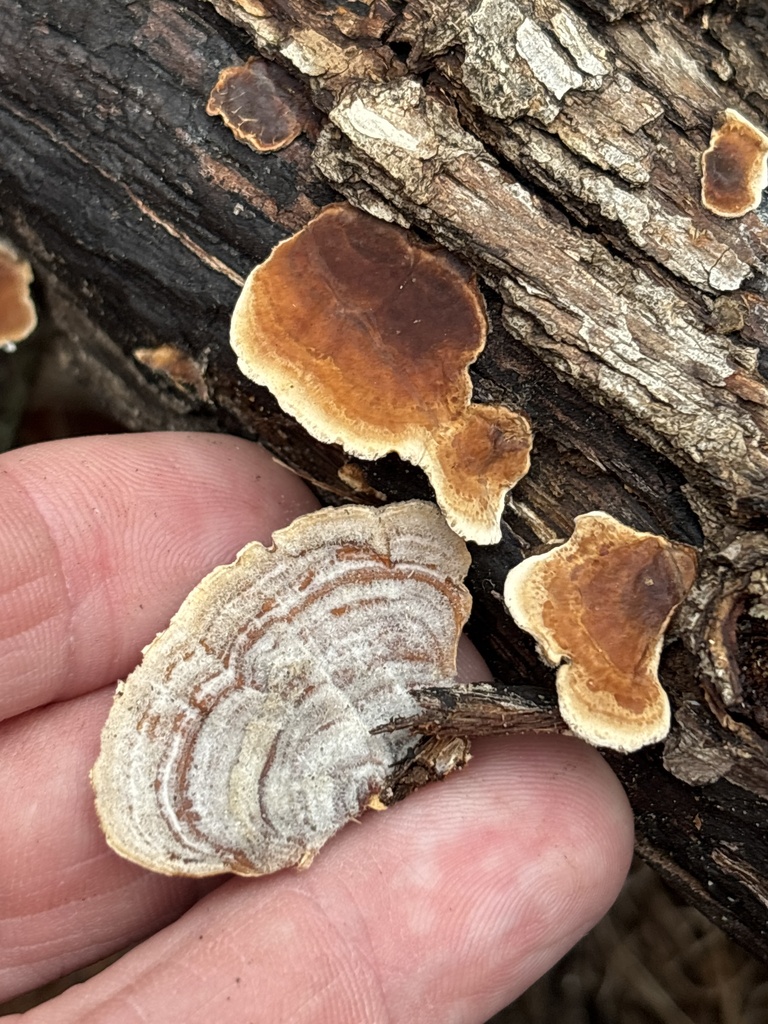 Stereum fasciatum · March 2026 · photo: © sambiology (iNaturalist, cc-by)