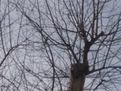 Melopsittacus undulatus domesticus