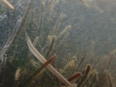 Vanacampus margaritifer