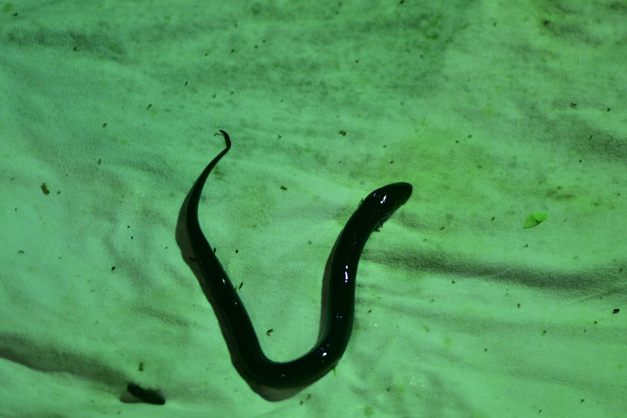 Amphiuma means Garden, 1821
