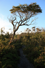 Nothofagus nitida
