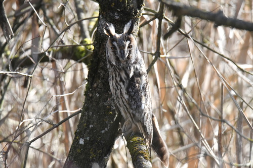 View observation of {o.common_name} on iNaturalist