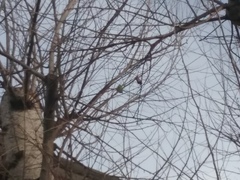 Melopsittacus undulatus domesticus