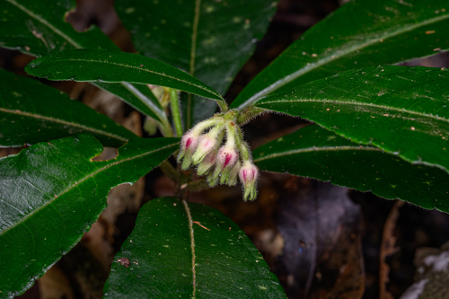 Ardisia villosa observed 2026-01-30