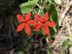 Oxypetalum coccineum