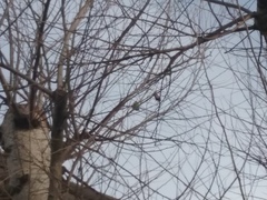 Melopsittacus undulatus domesticus