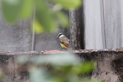 Pitangus sulphuratus