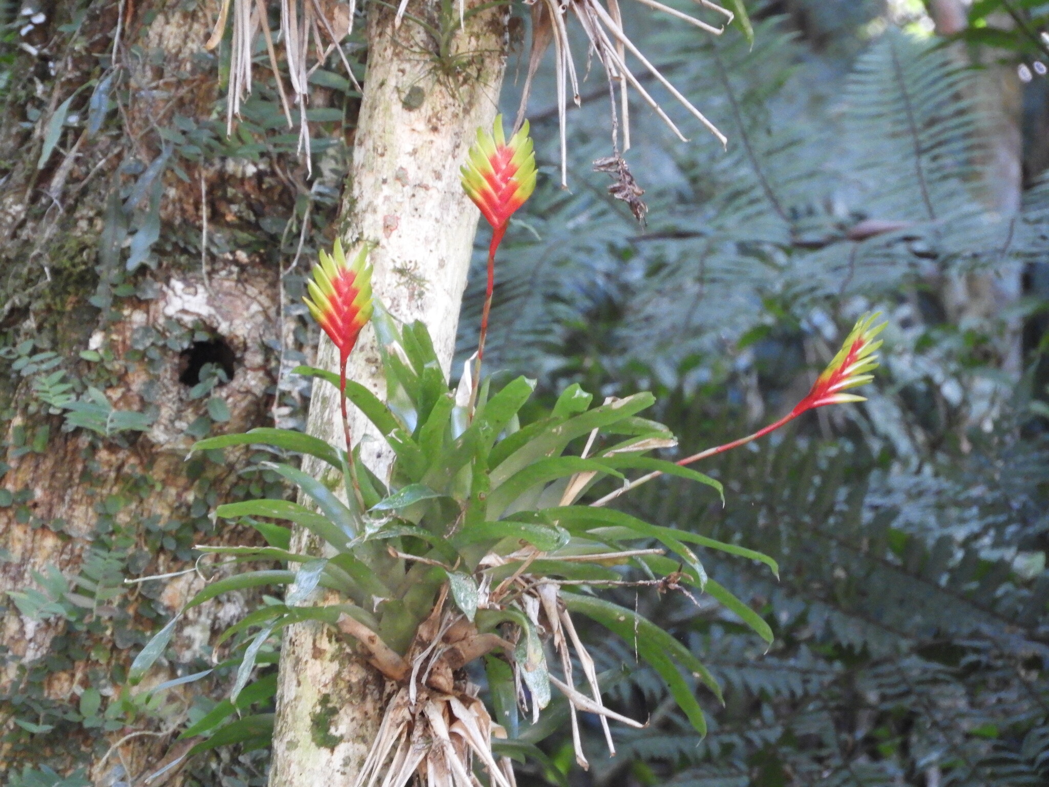 Vriesea carinata