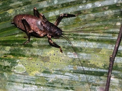 Nesoecia nigrispina