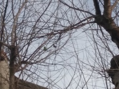 Melopsittacus undulatus domesticus