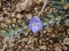 Evolvulus sericeus elongatus
