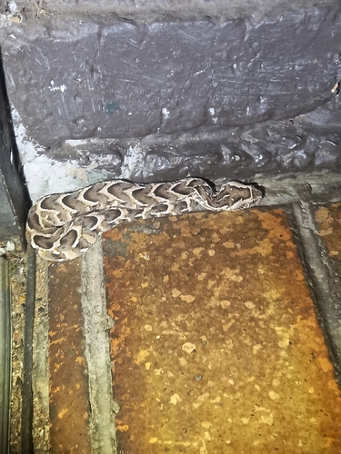Puff Adder