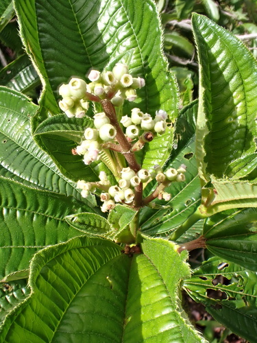 Terciopelo (Miconia racemosa)