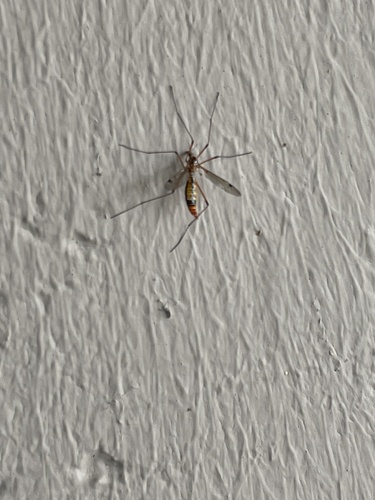Unknown species found near University of California, Davis, Davis, CA, US