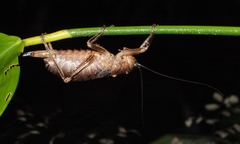 Nesoecia nigrispina