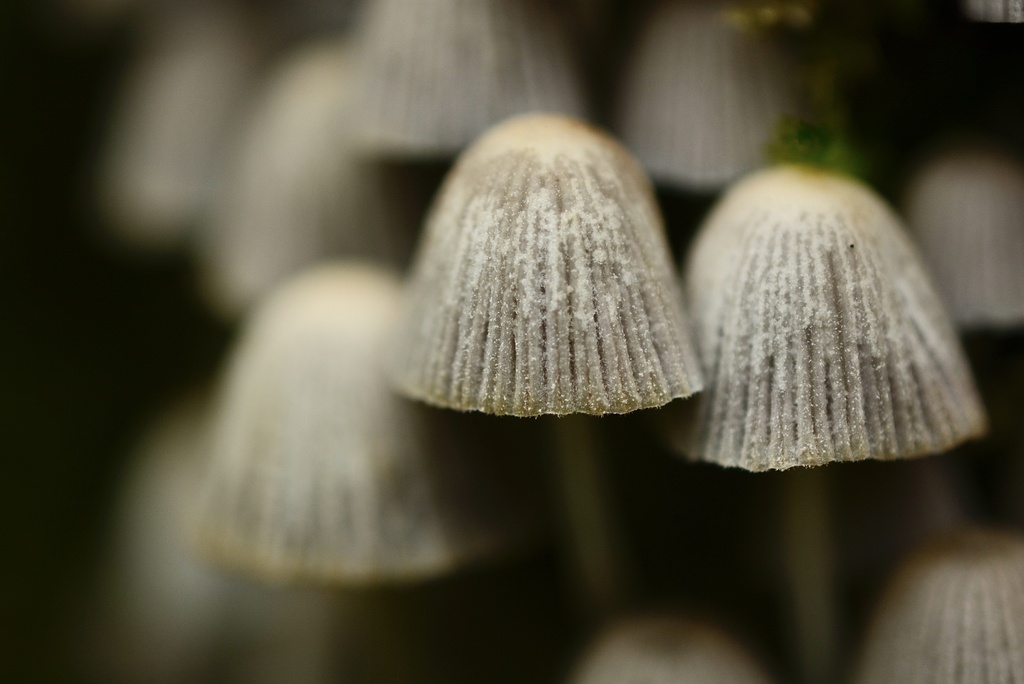 Coprinellus disseminatus · March 2026 · photo: © cryptomarasmius (iNaturalist, cc-by)