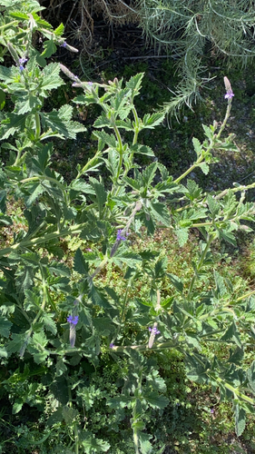 iNaturalist observation photo of western vervain