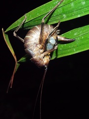 Nesoecia nigrispina