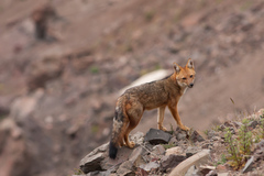 Lycalopex culpaeus culpaeus