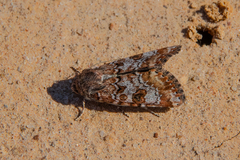 Heliothis punctifera