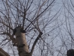 Melopsittacus undulatus domesticus