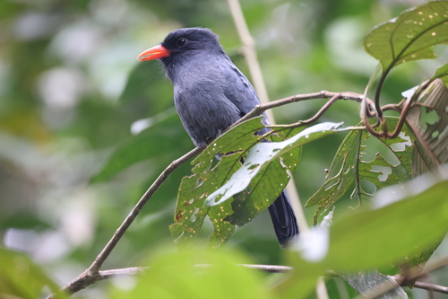 Black-fronted Nunbird (Monasa nigrifrons), photo 8