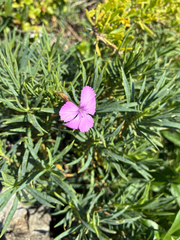 author not stated, no rights reserved Dianthus rupicola, photograph author not stated, no rights reserved