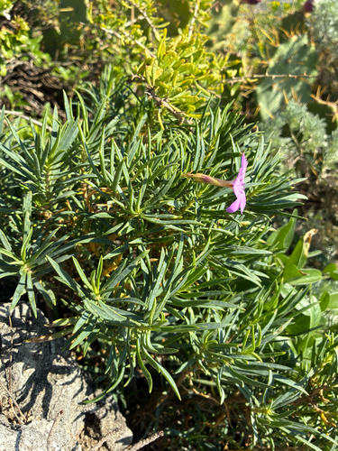Saxatile pink (Dianthus rupicola)